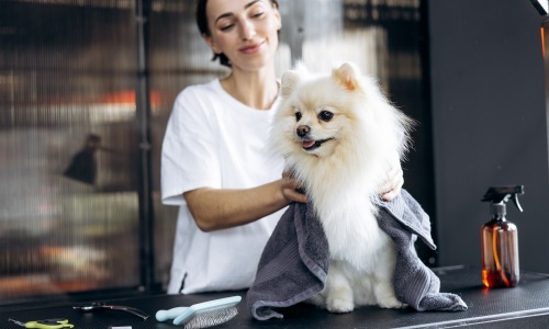 Dog enjoying life at a pet-friendly apartment
