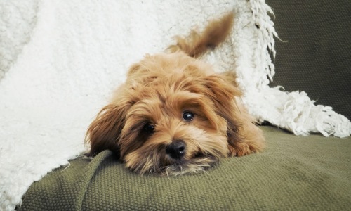 A small brown dog with expressive dark eyes lying down on a green couch, resting its head on the cushion. The dog has fluffy fur and is surrounded by a soft white blanket draped over the couch.