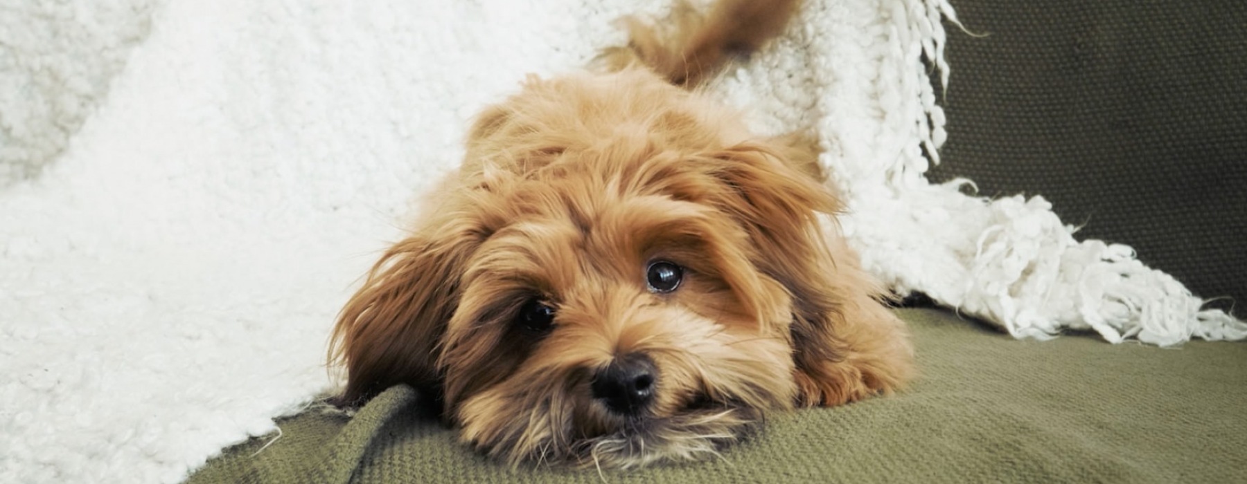 Dog enjoying outdoor space at The Links pet-friendly apartments in Frisco, Texas