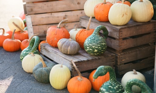 pumpkins and squash on a fall market