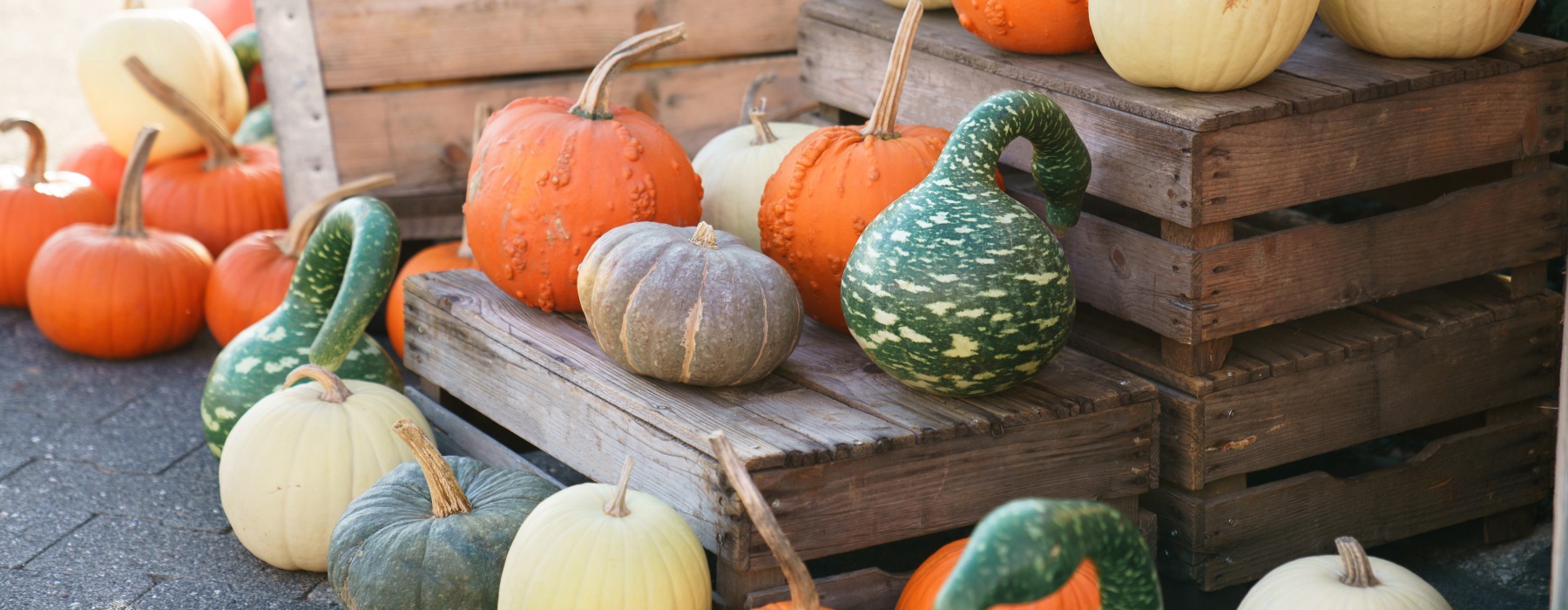 pumpkins and squash on a fall market